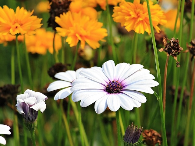 Ilustracni foto: fotografie květin na zahradě